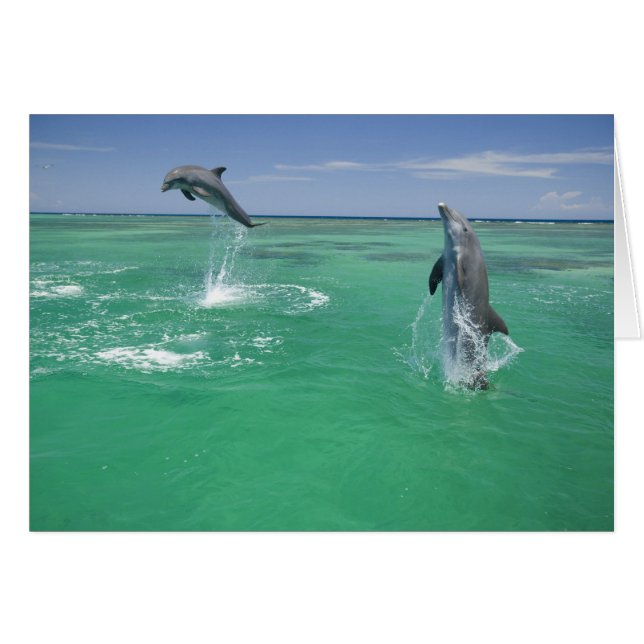 Flasknosdelfiner Tursiops truncatus Hälsningskort (Framsidan Horizontal)
