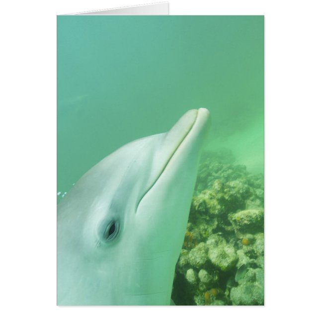 Flasknosdelfiner Tursiops truncatus Hälsningskort (Framsidan)