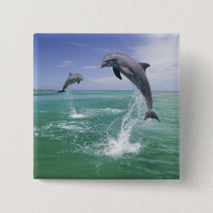 Flasknosdelfiner Tursiops truncatus Knapp