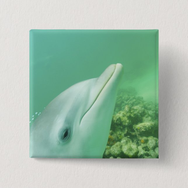 Flasknosdelfiner Tursiops truncatus Knapp (Framsida)