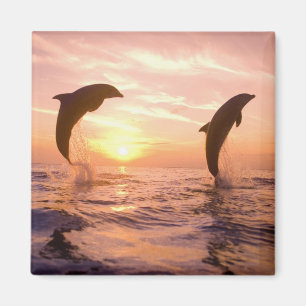 Flasknosdelfiner Tursiops truncatus Magnet