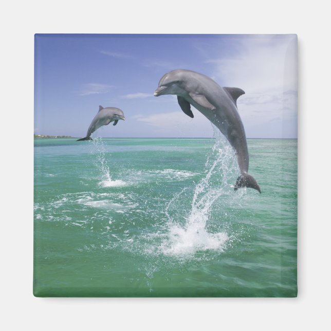 Flasknosdelfiner Tursiops truncatus Magnet (Framsidan)