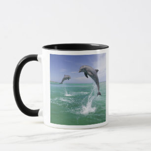 Flasknosdelfiner Tursiops truncatus Mugg