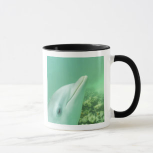 Flasknosdelfiner Tursiops truncatus Mugg
