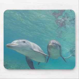 Flasknosdelfiner Tursiops truncatus Musmatta