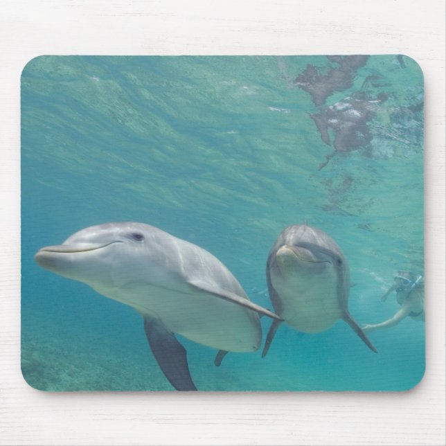 Flasknosdelfiner Tursiops truncatus Musmatta (Framsidan)