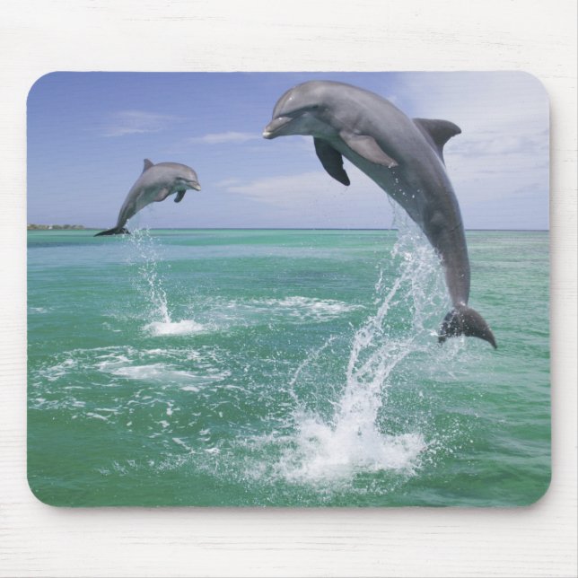 Flasknosdelfiner Tursiops truncatus Musmatta (Framsidan)
