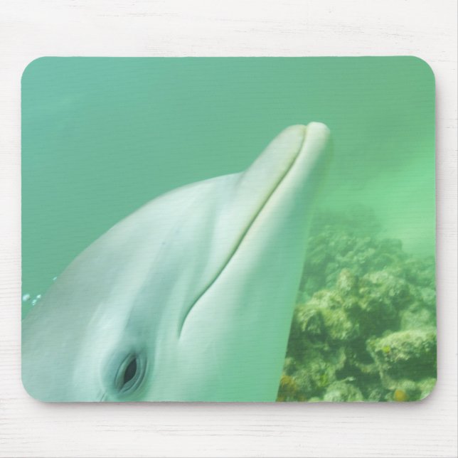 Flasknosdelfiner Tursiops truncatus Musmatta (Framsidan)