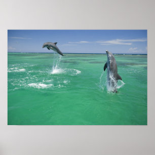 Flasknosdelfiner Tursiops truncatus Poster