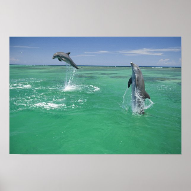 Flasknosdelfiner Tursiops truncatus Poster (Framsidan)