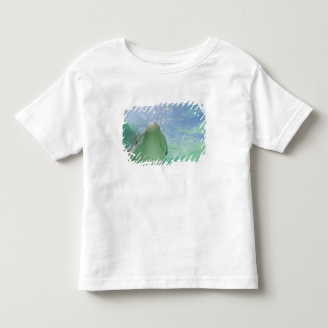 Flasknosdelfiner Tursiops truncatus) T Shirt (Framsida)