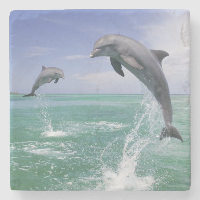 Flasknosdelfiner Tursiops truncatus Underlägg Sten (Framsidan)