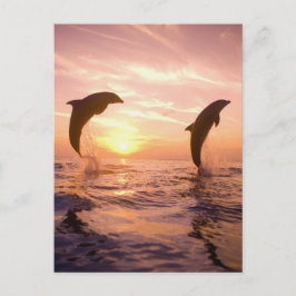 Flasknosdelfiner Tursiops truncatus Vykort