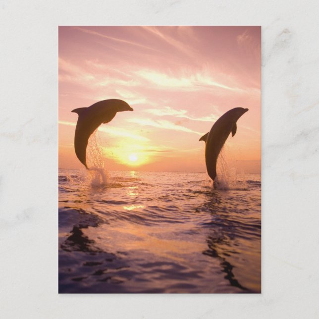 Flasknosdelfiner Tursiops truncatus Vykort (Framsida)