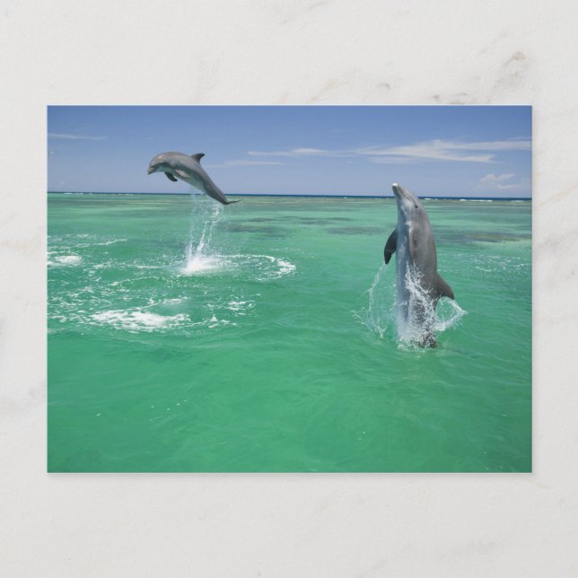 Flasknosdelfiner Tursiops truncatus Vykort (Framsida)