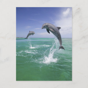 Flasknosdelfiner Tursiops truncatus Vykort