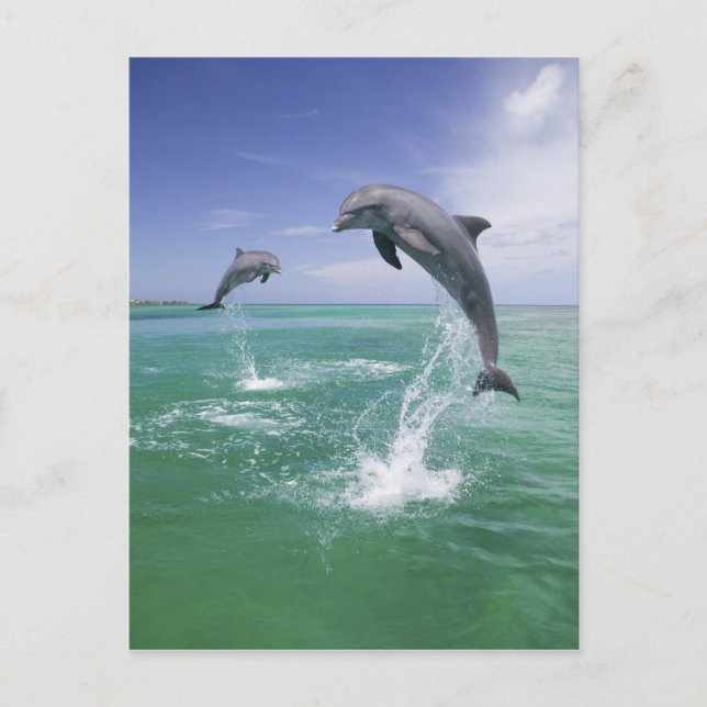 Flasknosdelfiner Tursiops truncatus Vykort (Framsida)