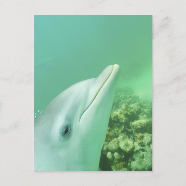 Flasknosdelfiner Tursiops truncatus Vykort (Framsida)
