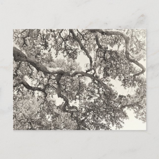 Flätat samman vykort (Framsida)