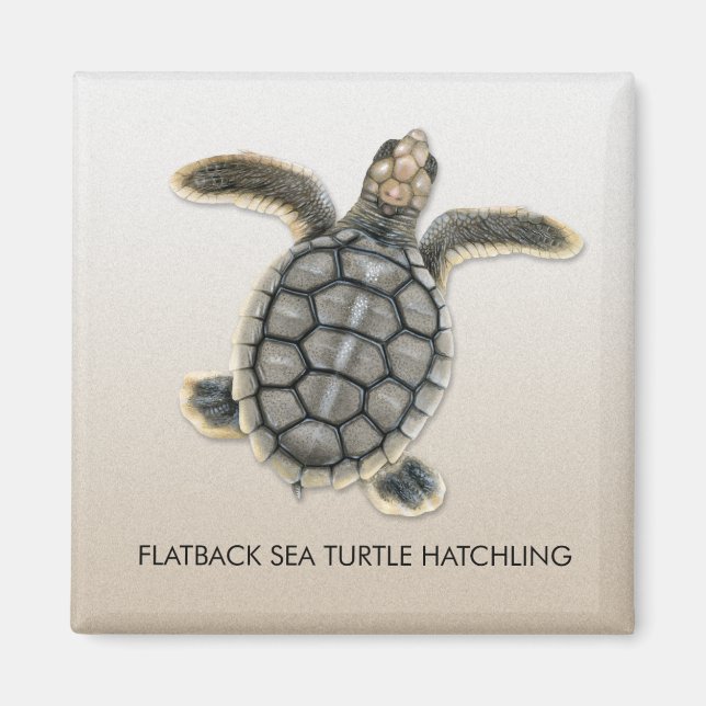 Flatback Sea Turtle Hatchling Magnet (Framsidan)