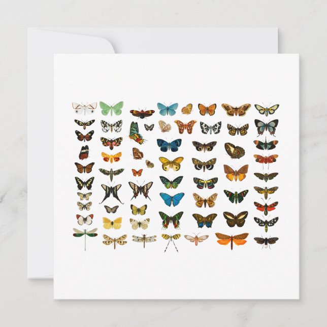 FLATCARD: VINTAGE BUTTERFLY CHART (Framsida)