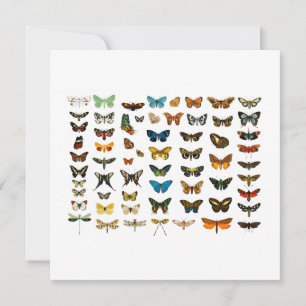 FLATCARD: VINTAGE BUTTERFLY CHART