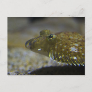 Flatfisk Vykort
