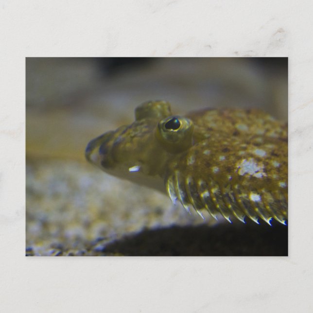 Flatfisk Vykort (Framsida)