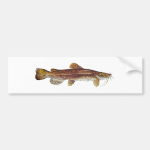 Flathead havskatt bildekal