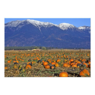Flathead Valley Montana Pumpafält Fototryck