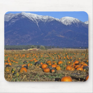 Flathead Valley Montana Pumpafält Musmatta