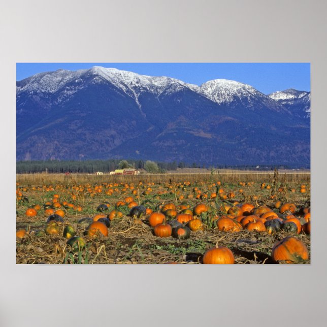 Flathead Valley Montana Pumpafält Poster (Framsidan)
