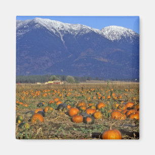 Flathead Valley Montana Pumpkin-plåster Magnet