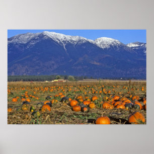 Flathead Valley Montana Pumpkin-plåster Poster