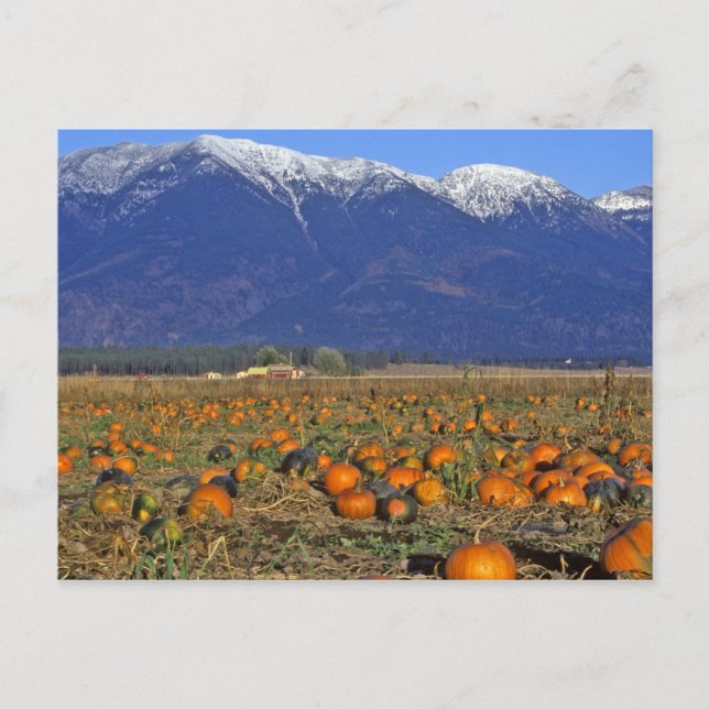 Flathead Valley Montana Pumpkin-plåster Vykort (Framsida)
