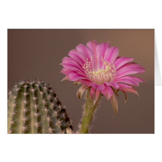 Flatty Cake-blommor Hälsningskort (Framsidan Horizontal)