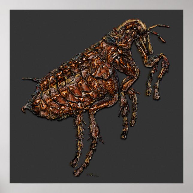 Flea på Grått Poster (Framsidan)