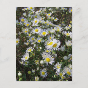 Fleabane Daisy-vykort Vykort