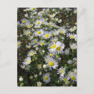 Fleabane Daisy-vykort Vykort