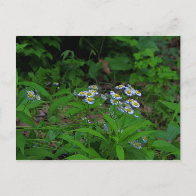 Fleabane Flower vycard Vykort (Framsida)