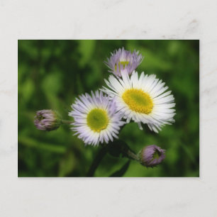 Fleabane White Daisys Flower Vykort