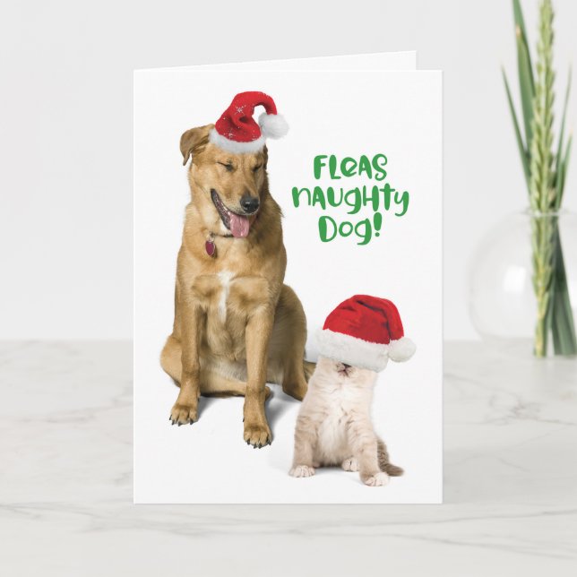 Fleas Naughty Hund Funny Hund och katt Helgkort (Framsida)