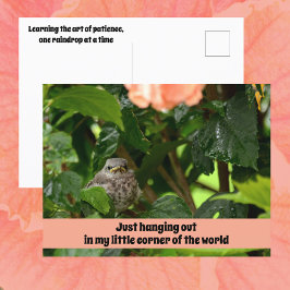 Fledgling Mockingbird Cute Wildlife Photographic Vykort