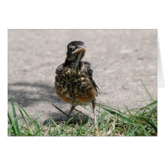 Fledgling Robin med attityd Hälsningskort
