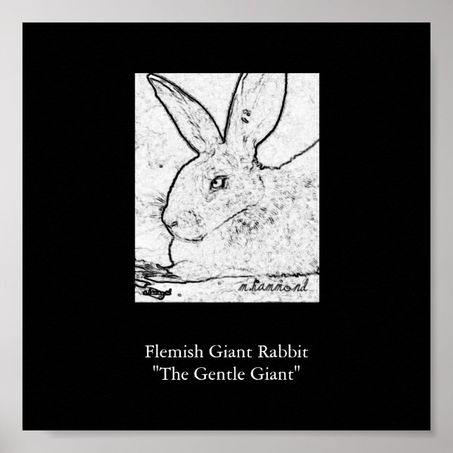 Flemish Giant Rabbit "The Gentle Giant" Poster (Framsidan)