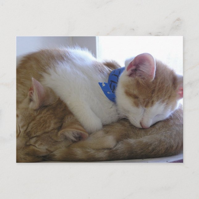 Flemming & Finley Meddelande Vykort (Framsida)