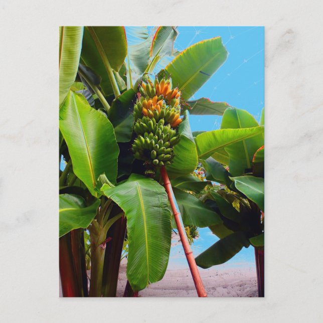 Fler bananer vykort (Framsida)