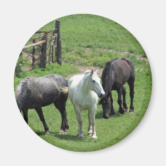 Fler hästar! magnet (Framsidan)