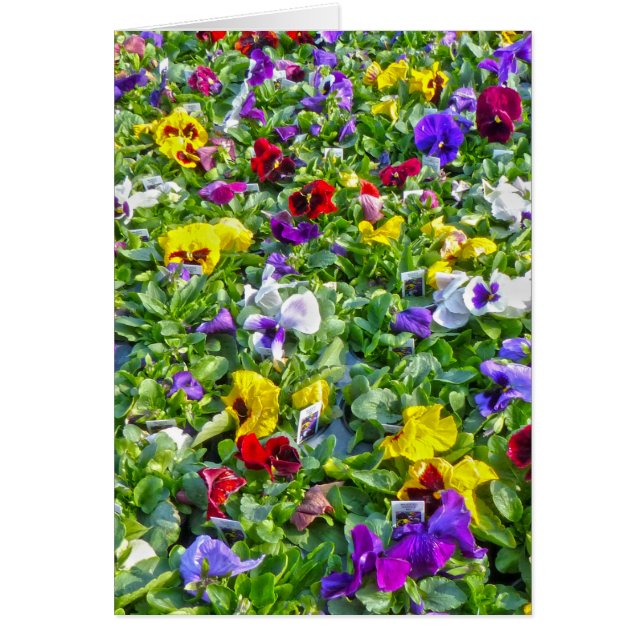 Fler paneler hälsningskort (Framsidan)