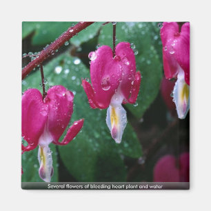 Flera blommor av blöda hjärta planterar och magnet